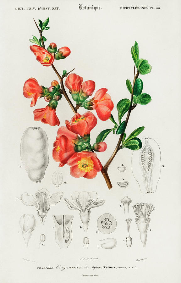 Maules quince - Cydonia japonica illustrated by Charles Dessalines Painting by Vincent Monozlay