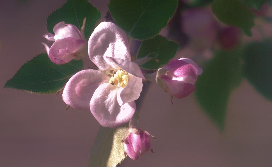 Mauve Blossom Photograph by Barbara St Jean