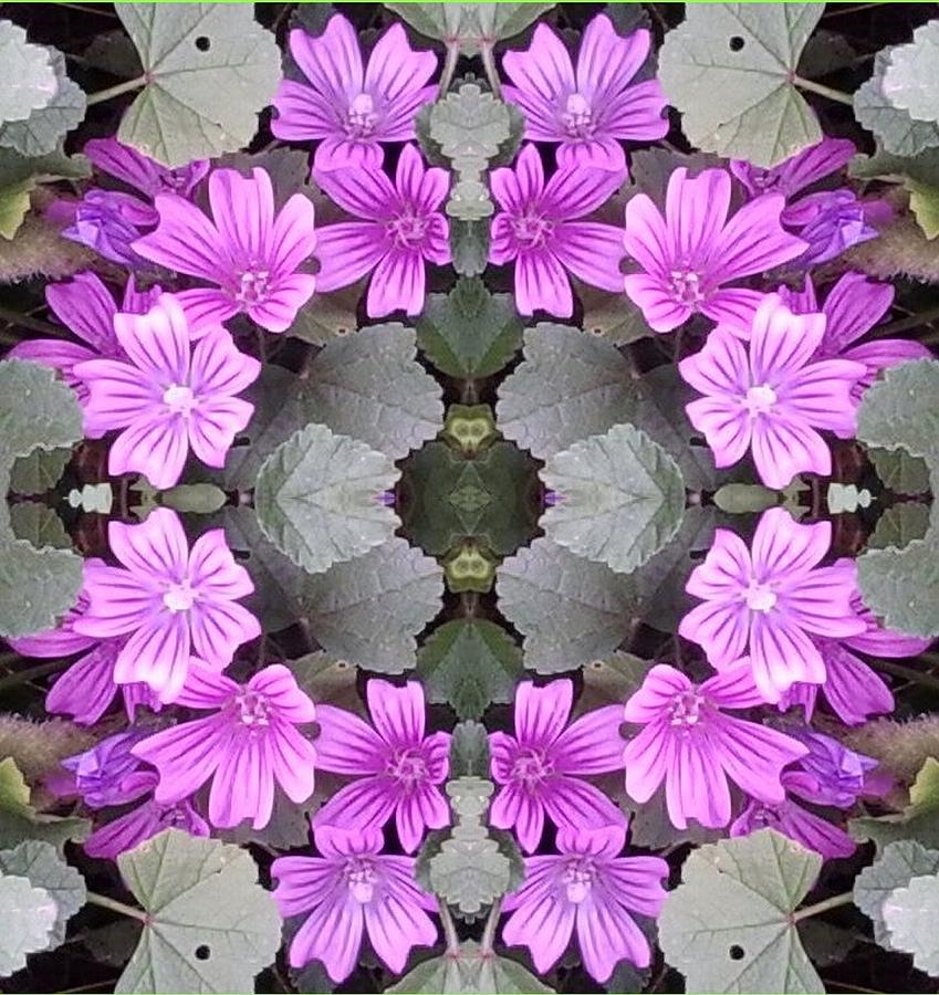 Nature Photograph - Mauve ground Flower Fractal 706b - A by Julia Woodman