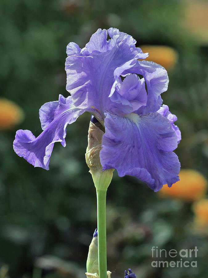 Nature Photograph - Mauve Iris in garden by Yosi Apteker