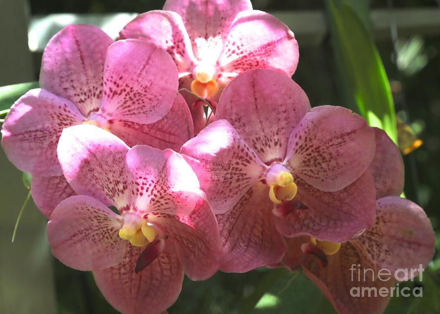 Mauve Orchids Photograph by Carol Groenen
