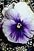 Pansy Photograph - Mauve Pansy by Shirley Sacks Pansy Photograph - Mauve Pansy by Shirley Sacks