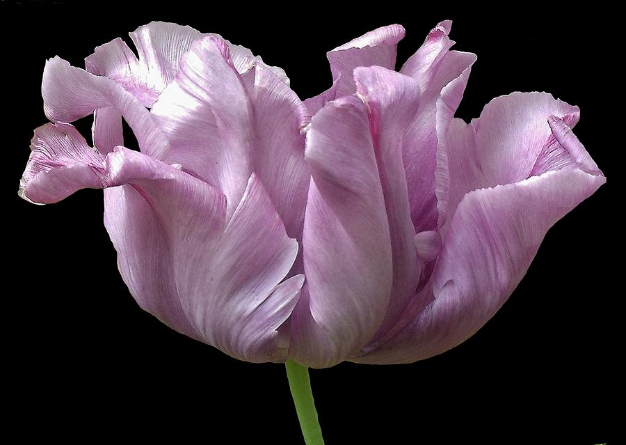 Mauve Tulip Digital Art By Holly Winters Fine Art America