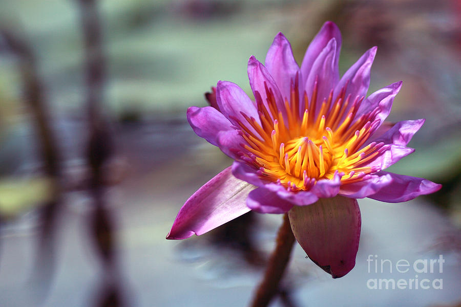 Mauve Water Lily  Photograph by Svetlana Ledneva-Schukina