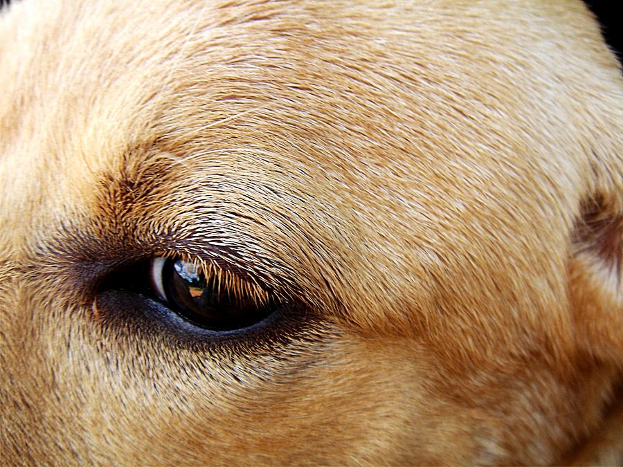 Labrador Retriever Photograph - Max by Paulo Zerbato