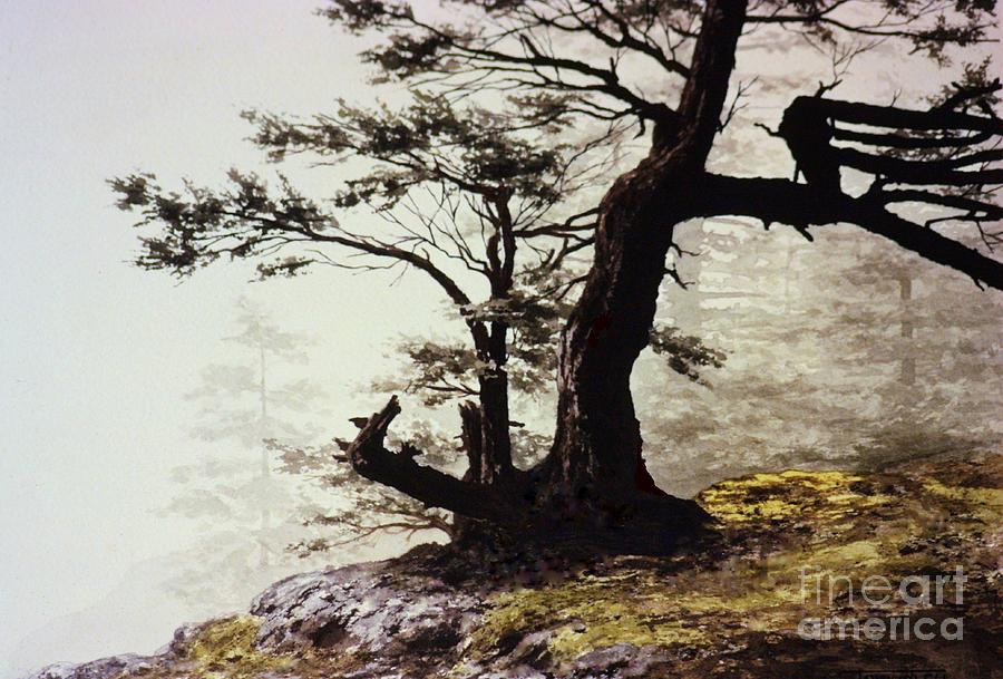 Tree Painting - Maxwell precipice by Frank Townsley