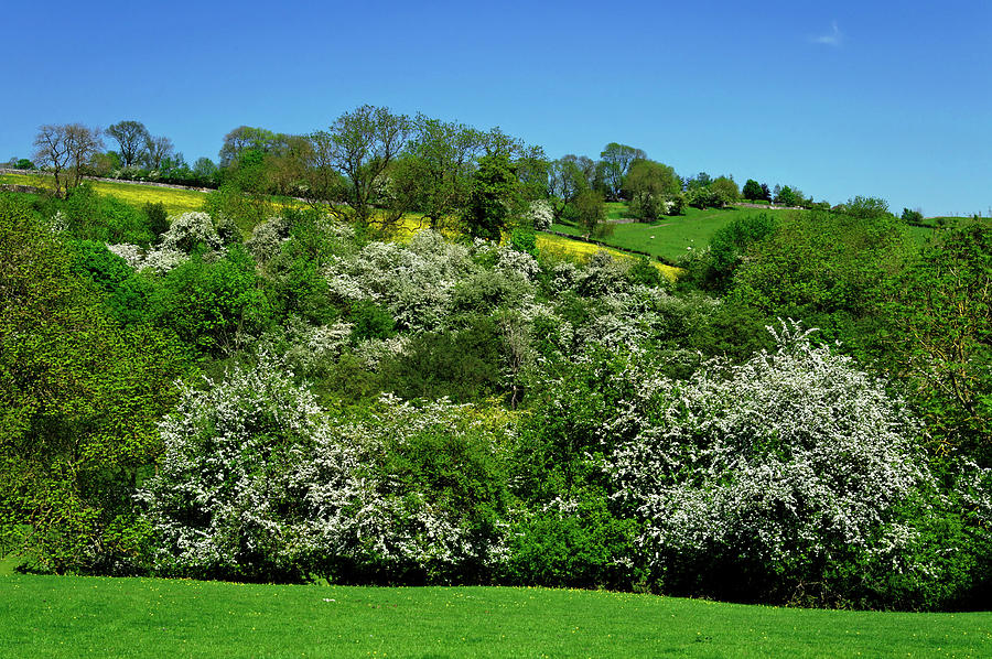 May Blossom near Thorpe in Derbyshire Photograph by Rod Johnson