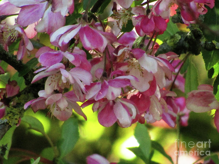 May Blossoms 3 Photograph by Kim Tran