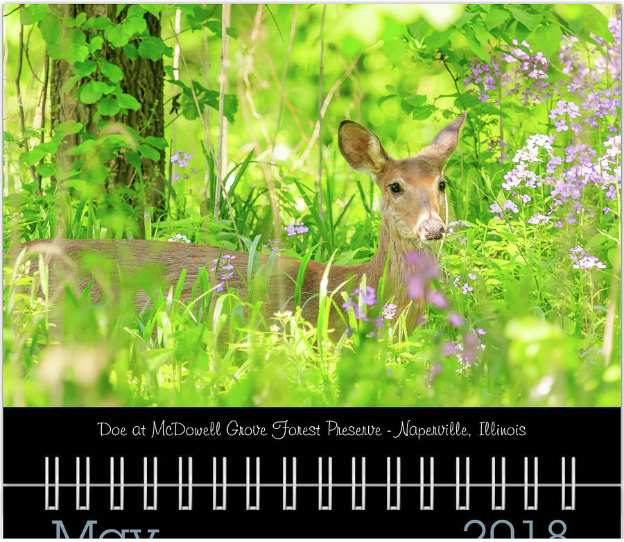 Deer Photograph - May Classic Preview by Joni Eskridge