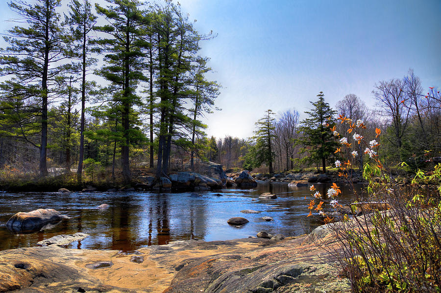 May Flowers on the River Photograph by David Patterson