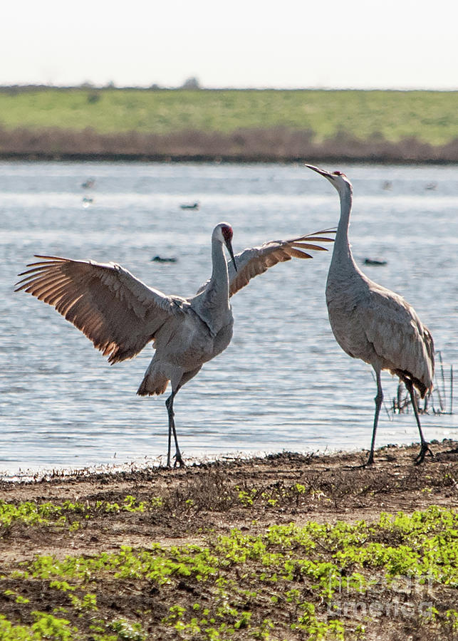 Crane Photograph - May I Have This Dance? by Cathie Moog