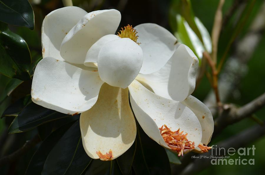 May Magnolia Photograph by Maria Urso