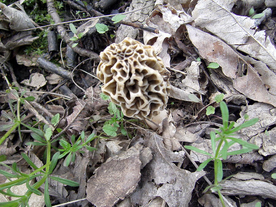 Mushroom Photograph - May Morel Mushroom by Sara Evans