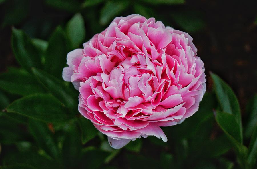 May Peony Photograph by Chris Berrier
