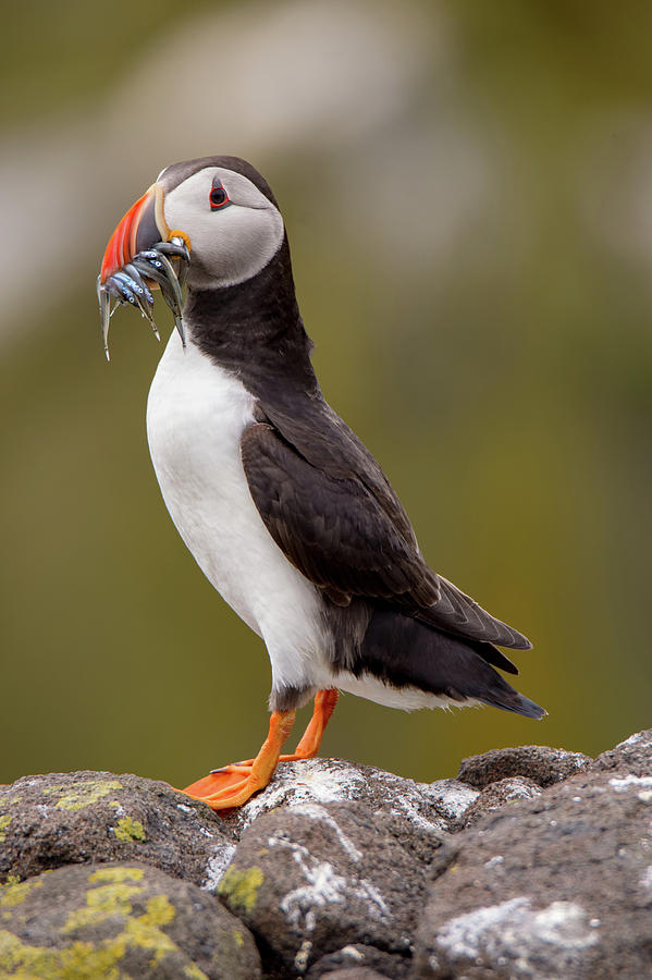 May Puffin Photograph by Kuni Photography