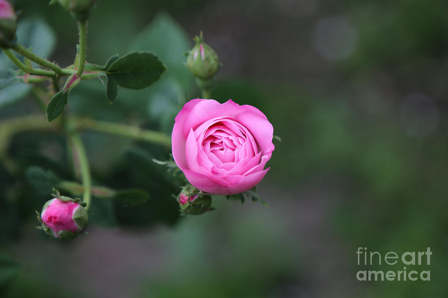 May Rose Photograph by Lara Morrison