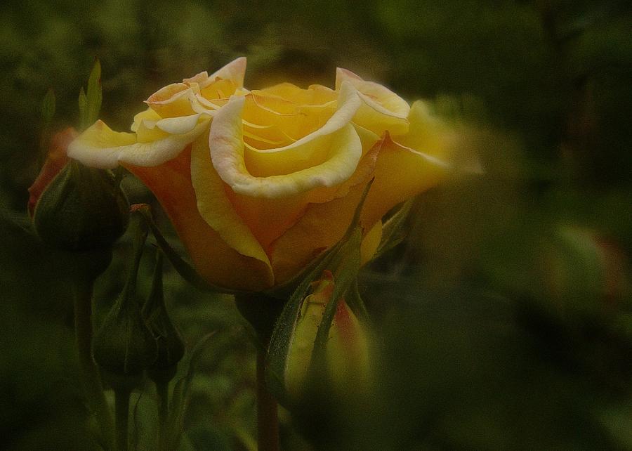 May Rose Photograph by Richard Cummings
