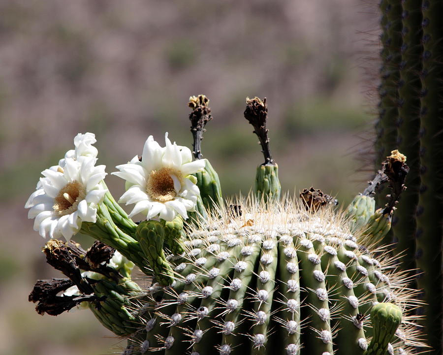 May Saguaro Blossoms Photograph by Joe Kozlowski