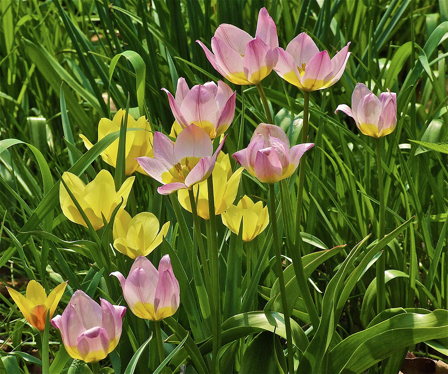 May Sunshine Tulips 2 Photograph by Janis Senungetuk