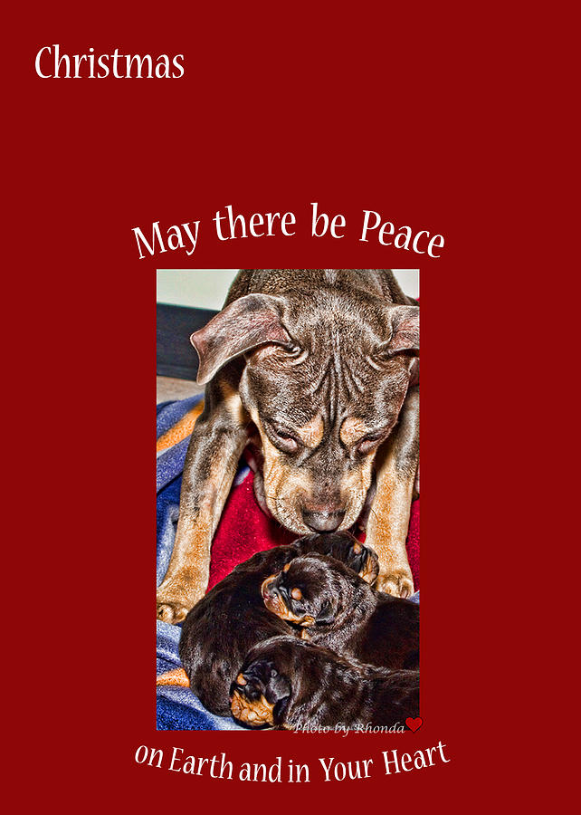 May there be Peace Photograph by Rhonda McDougall