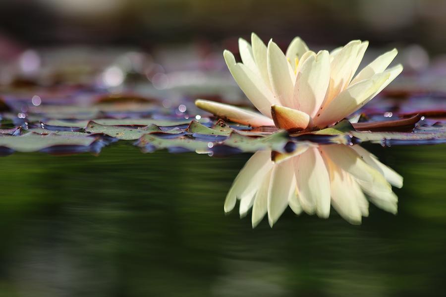 May Water Lily  Photograph by Carol Montoya