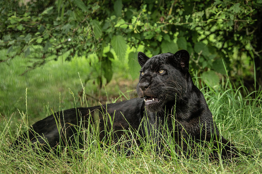 Maya Showing Her Teeth Photograph by Helen Beech - Fine Art America