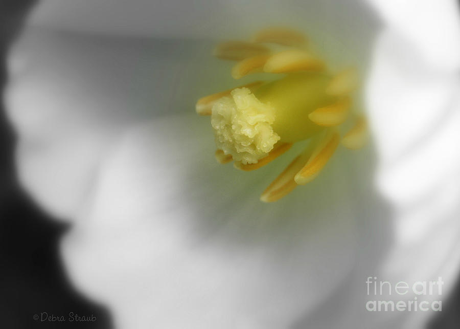 Flower Photograph - Mayapple Macro by Debra Straub