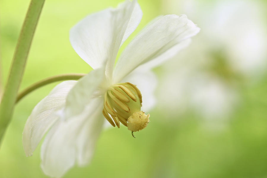 Nature Photograph - Mayapple Wildflower  Podophyllum peltatum by Carol Senske