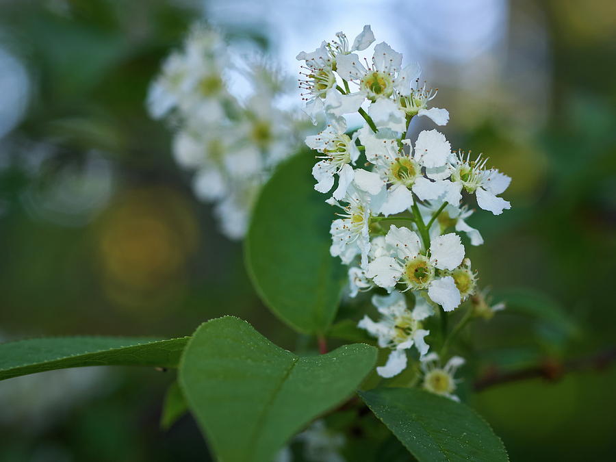 Mayday Tree Flowers Photograph