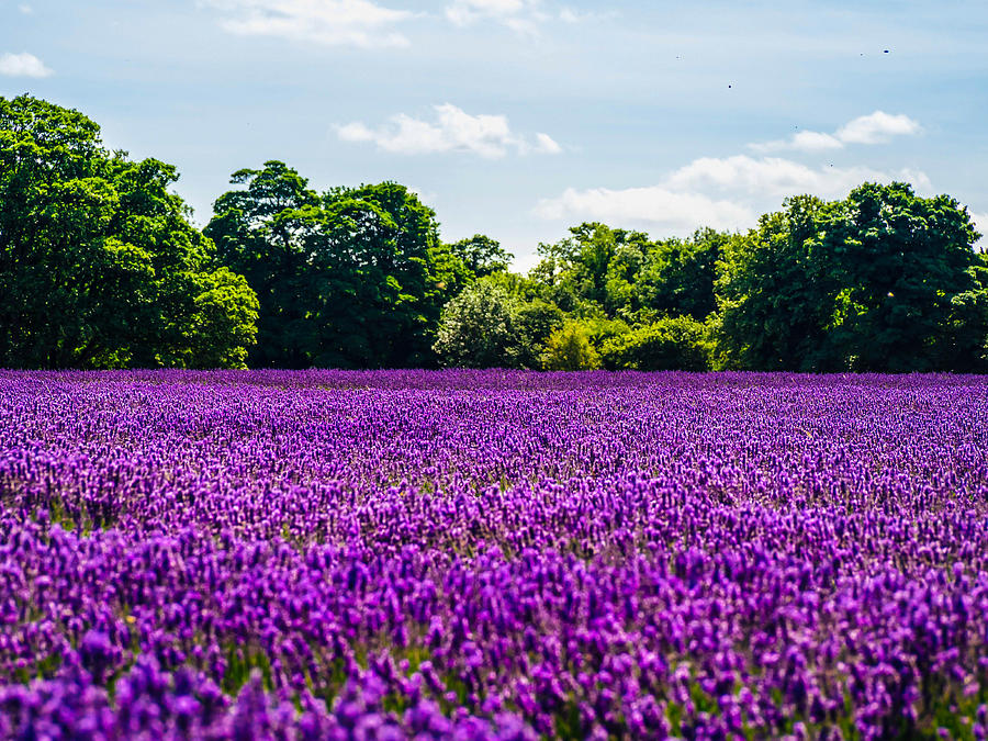 Mayfield Lavender Photograph by Britten Adams