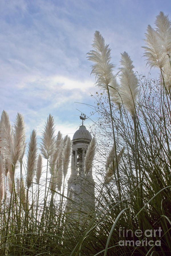 Mayflower Memorial Through The Pampas Grass Photograph by Terri Waters
