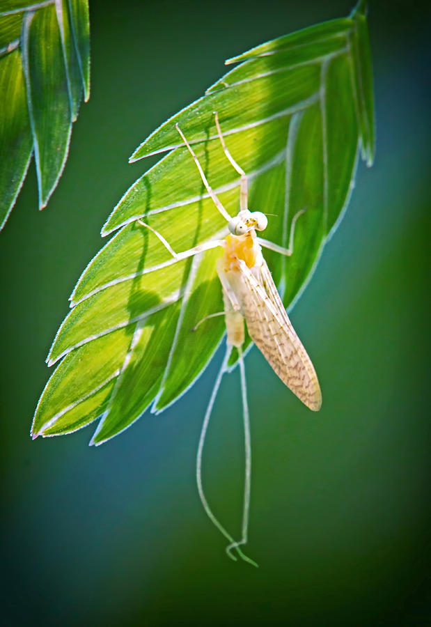 Mayfly in the Spotlight Photograph by Carolyn Derstine