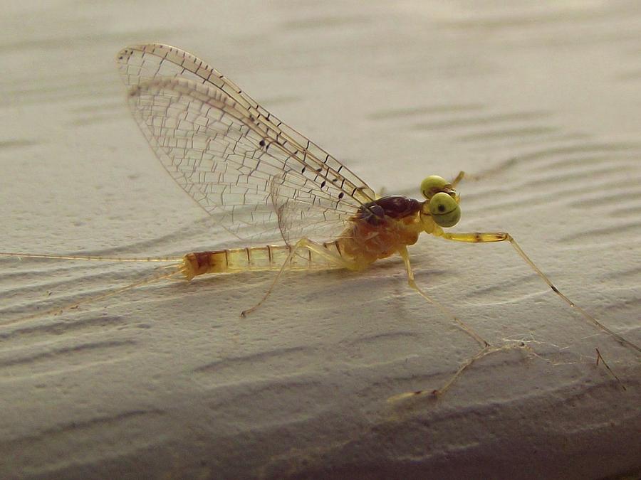 Mayfly Injury Spring Indiana Photograph by Rory Cubel - Fine Art America