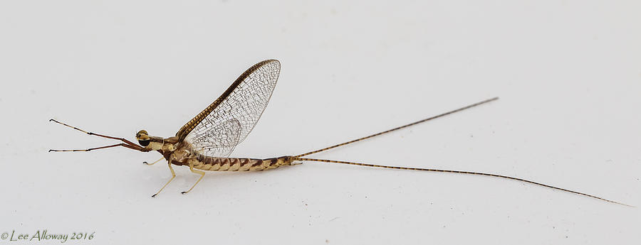 Mayfly Photograph by Lee Alloway