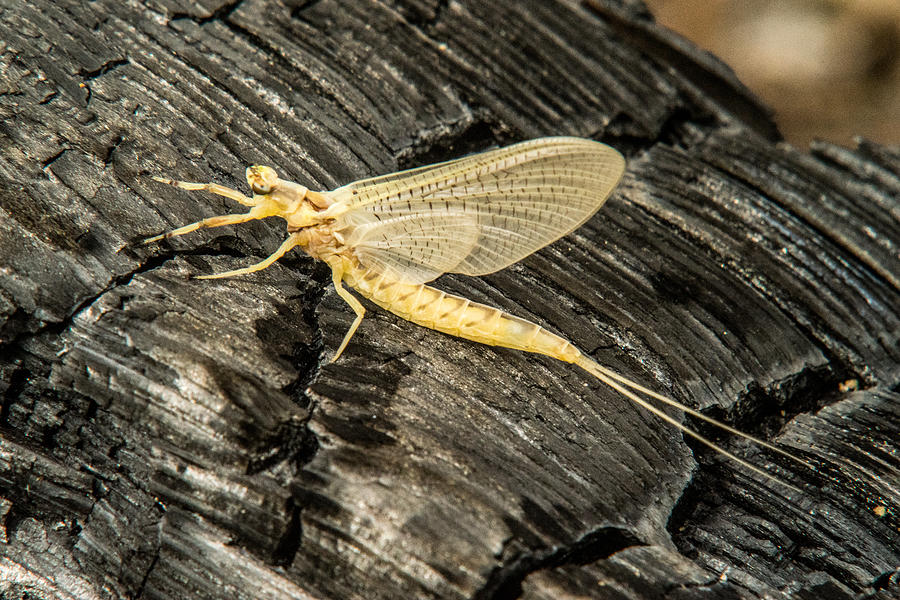 Mayfly on Charcoal Photograph by Douglas Barnett
