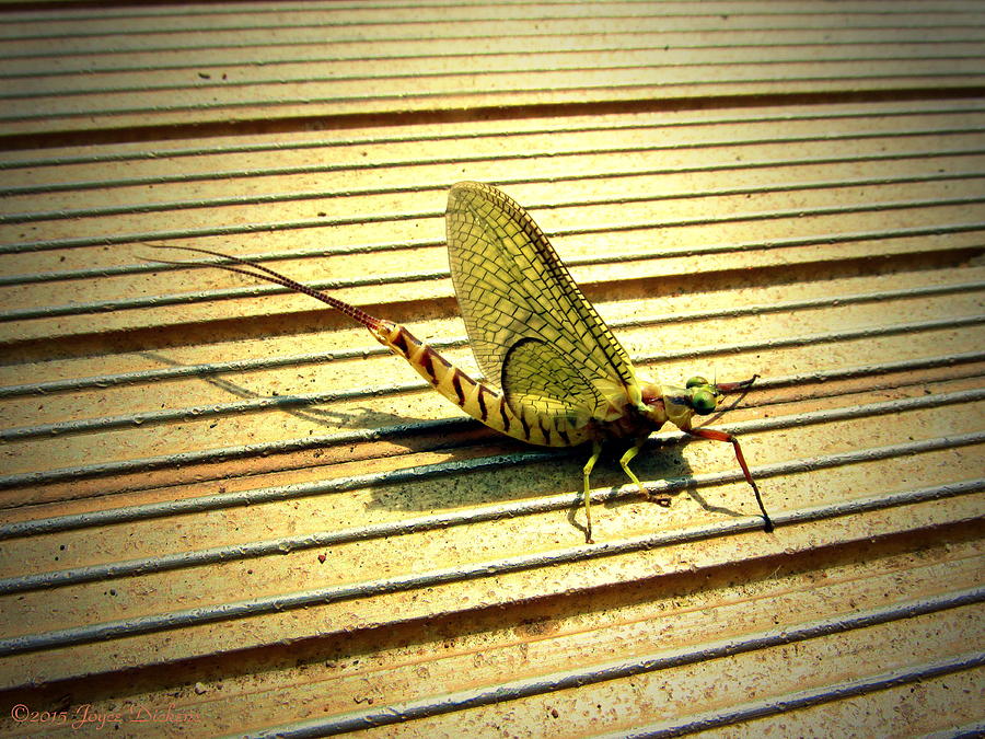 Mayfly On The Dock Photograph by Joyce Dickens
