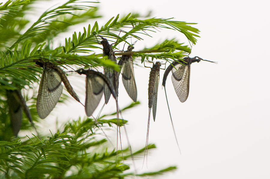 Mayfly slumbers Photograph by Brian Green