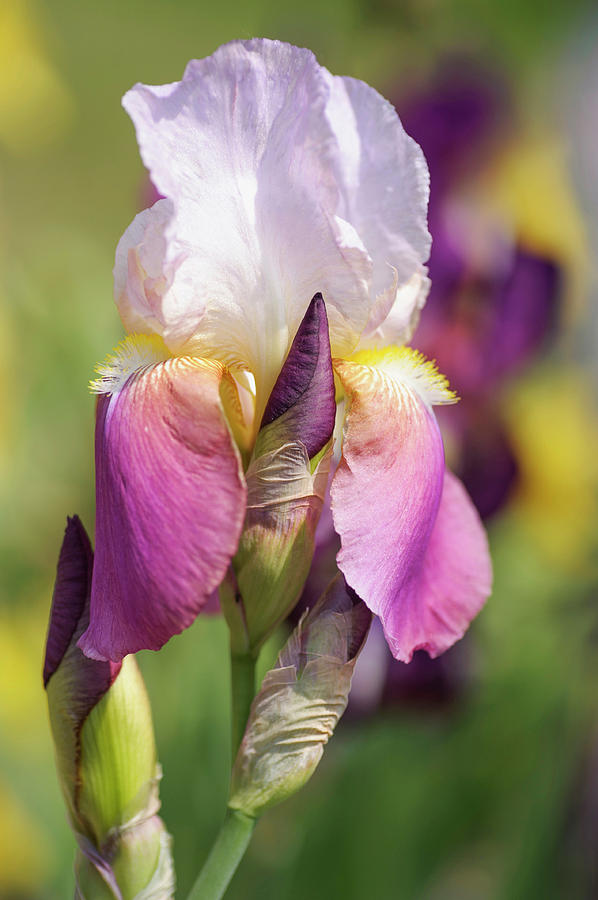 Maytime. The Beauty of Irises Photograph by Jenny Rainbow