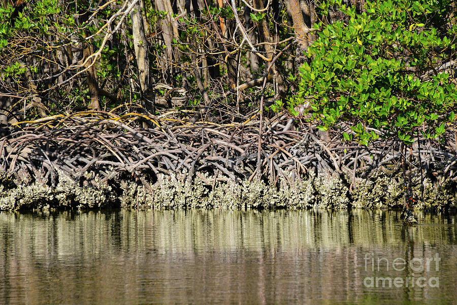 Maze of Mangrove Roots Photograph by Bob Phillips
