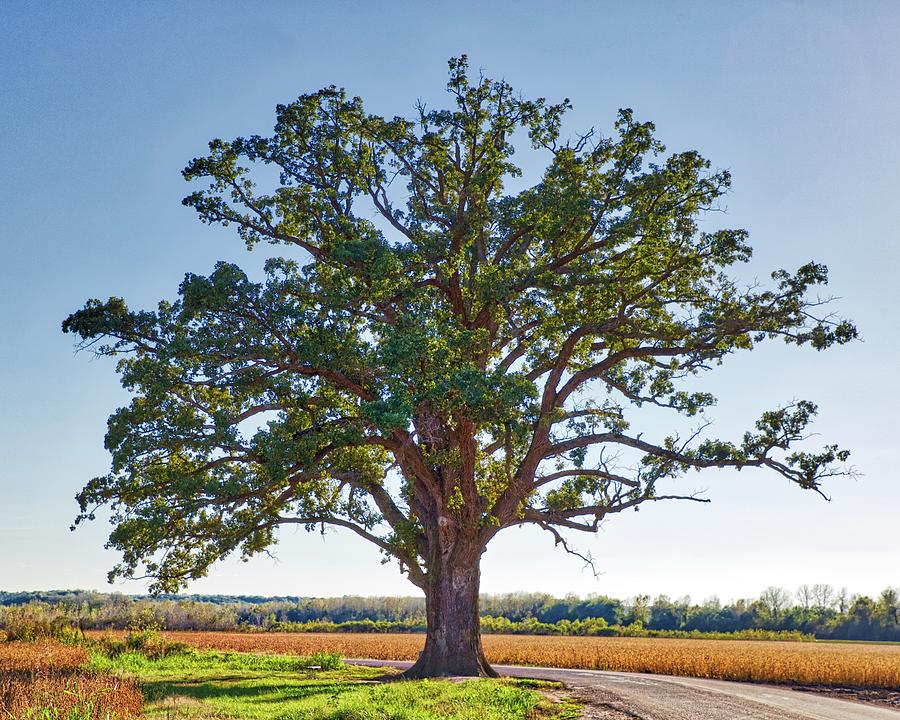 McBaine Bur Oak Photograph by Harold Rau