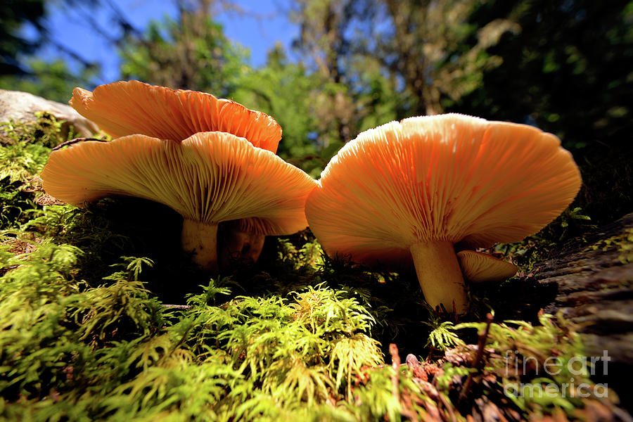 Mcbride Mushrooms Photograph by Terry Elniski