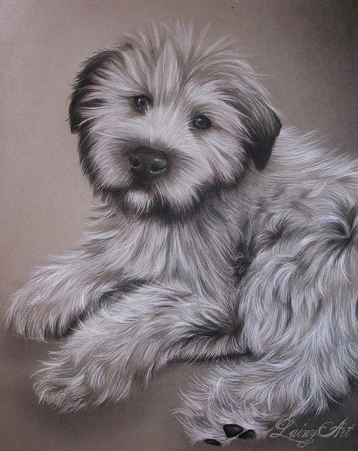 Black And White Drawing - McBride Puppy by Alaina Ferguson