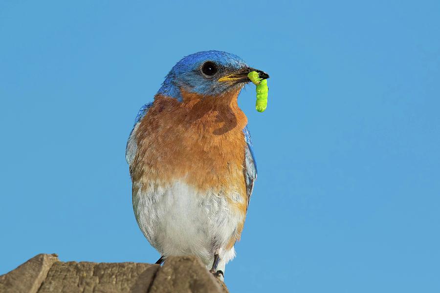 Bluebird Photograph - McCaterpillar by John Absher