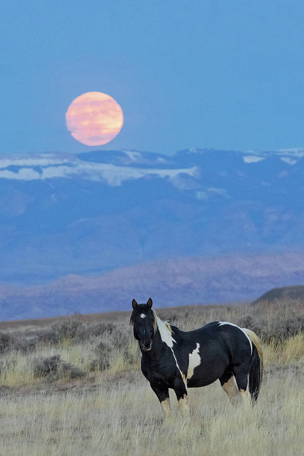 McCullough Moon Photograph by Sandy Sisti
