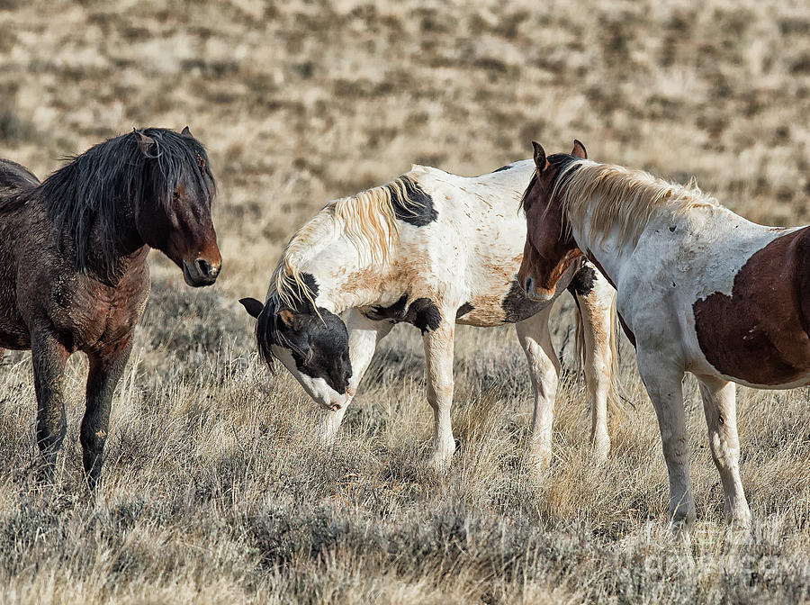 McCullough Peaks Wild Horses Photograph by Connie Troutman Fine Art