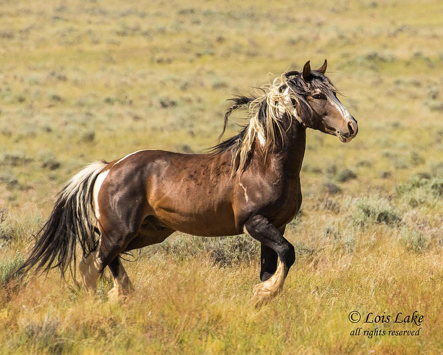 Wyoming Stallion Photograph by Lois Lake