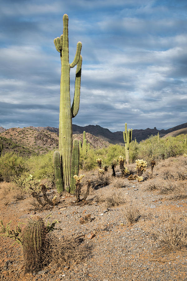 McDowell Cactus Photograph by David Hart