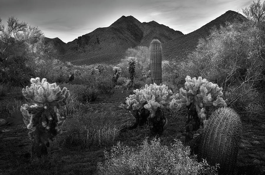 Black And White Photograph - McDowell Mountains Black and White by Dave Dilli
