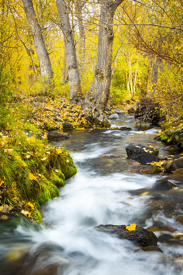 McGee Creek in the fall Photograph by Joe Doherty