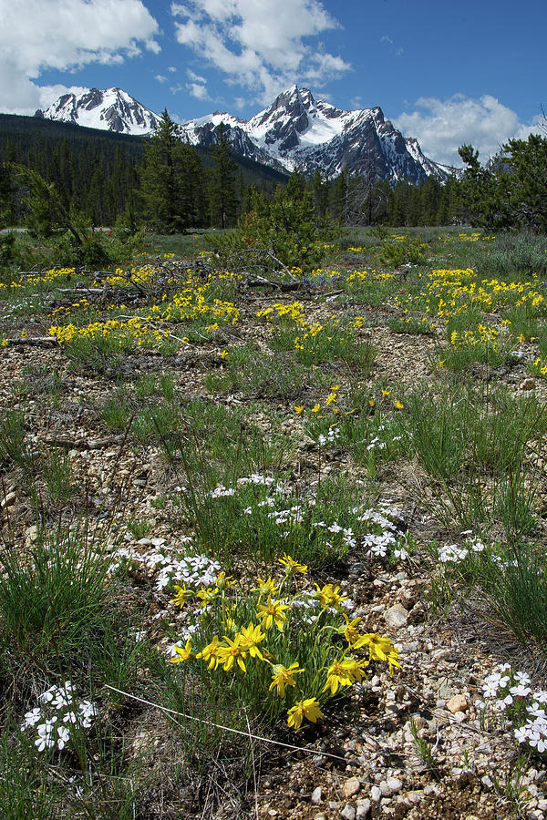 Landscape Photograph - McGown Peak Wildflowers by Aaron Spong